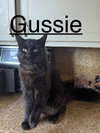 Gussie