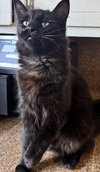 Gussie