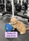 Tricksy