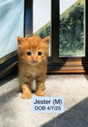 Jester