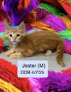 Jester