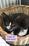Poppy