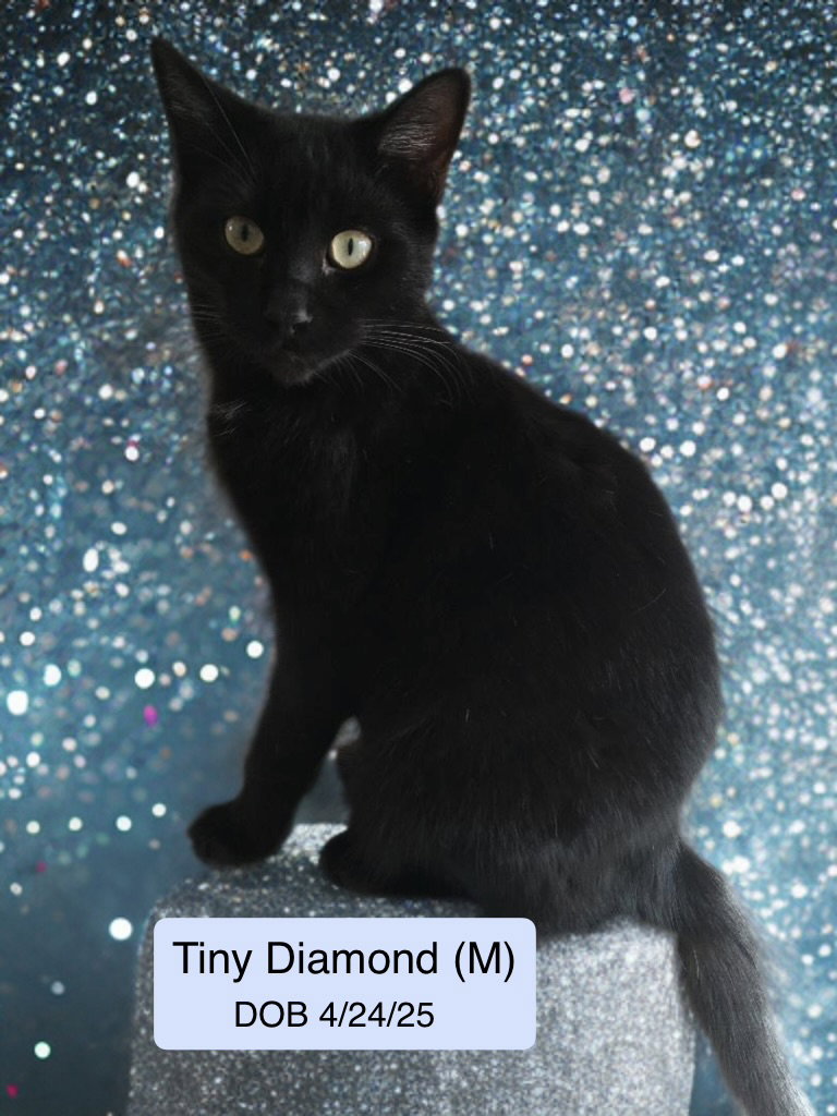 Tiny Diamond (bonded with Clay) Image