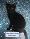 Tiny Diamond (bonded with Clay)