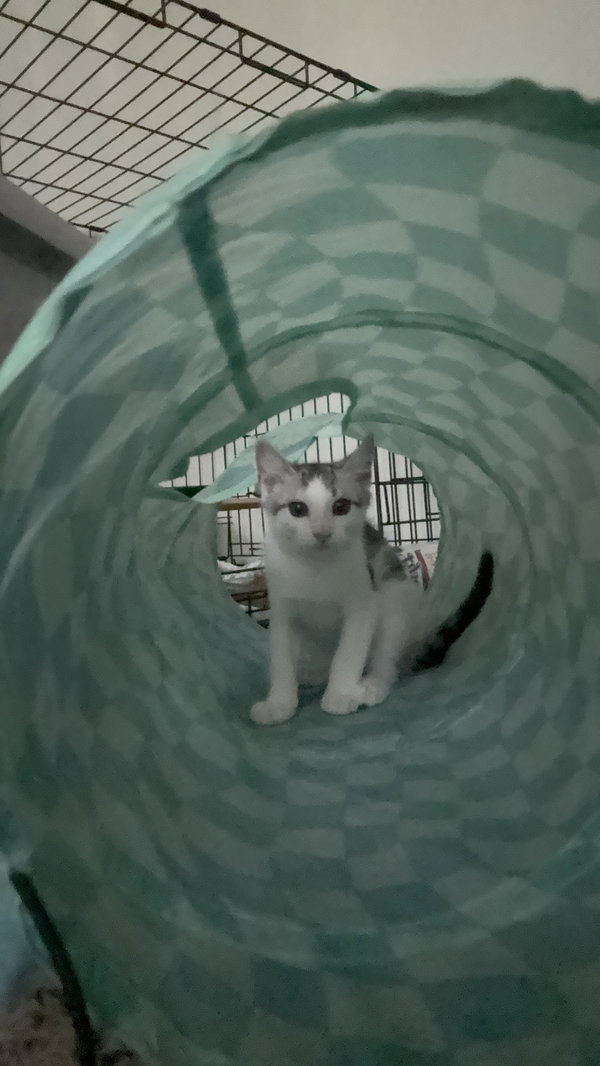 Clay (bonded with Tiny Diamond)