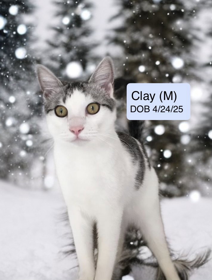 Clay (bonded with Tiny Diamond) Image