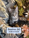 Beeline