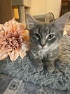Clarabelle