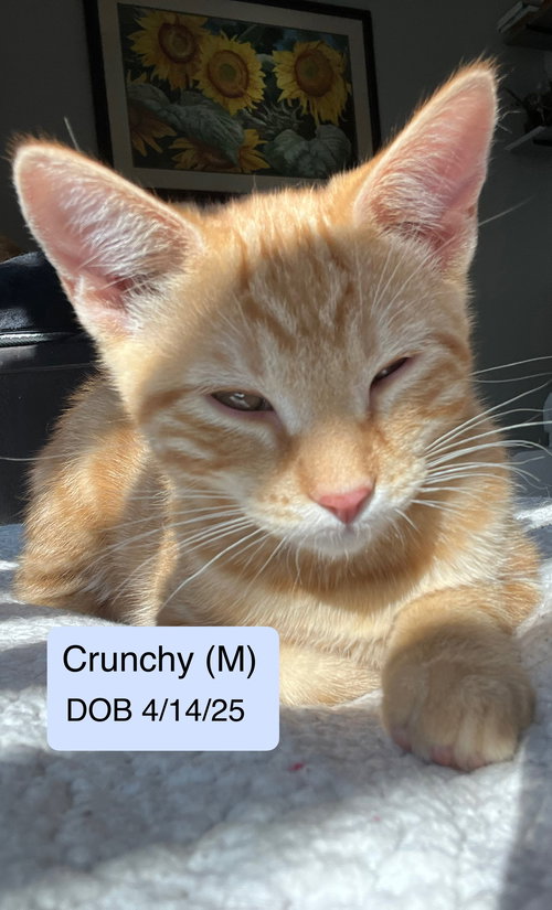 Crunchy aka Cheddar