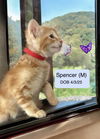 Spencer