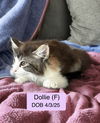 Dollie