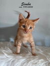 Simba