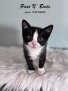 Puss N Boots