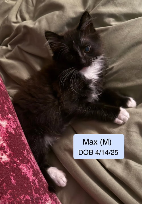 Max