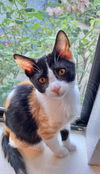 Marmie