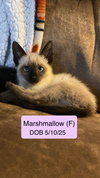 Marshmallow