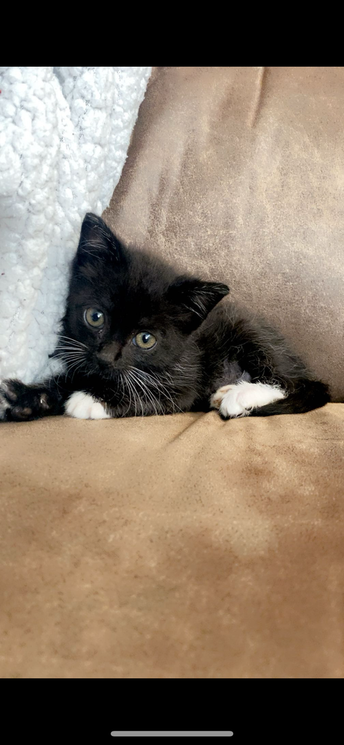 Cosmo