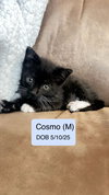 Cosmo