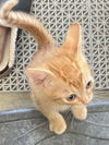 Sir Tigger