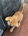 Sir Tigger