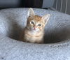 Sir Tigger