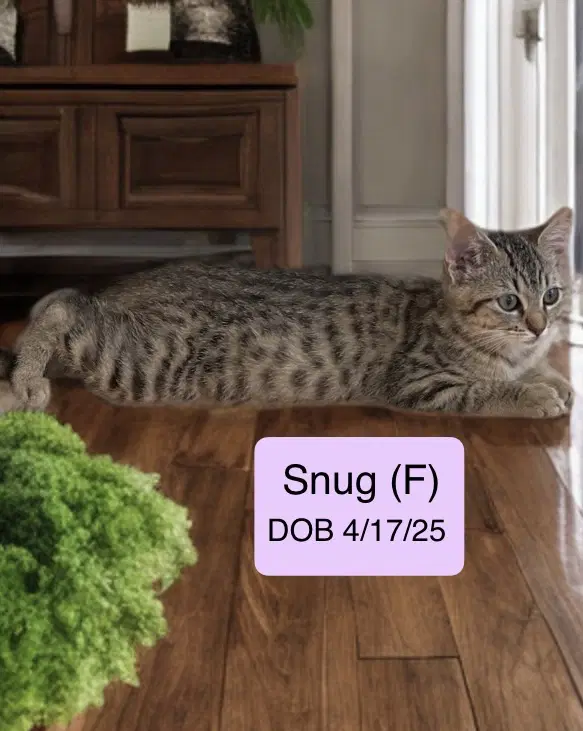 Snug image 2