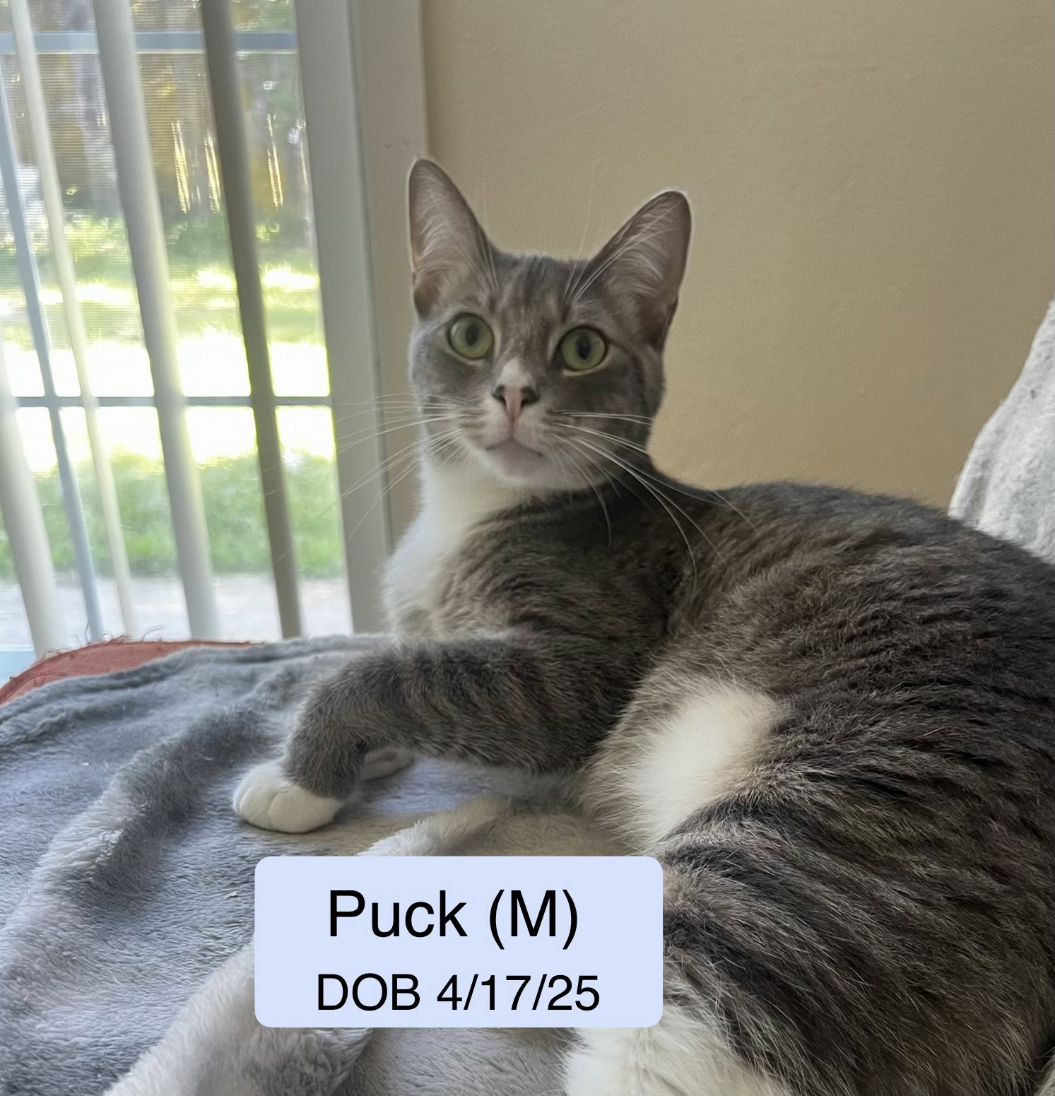 Puck bonded with Pease Blossom