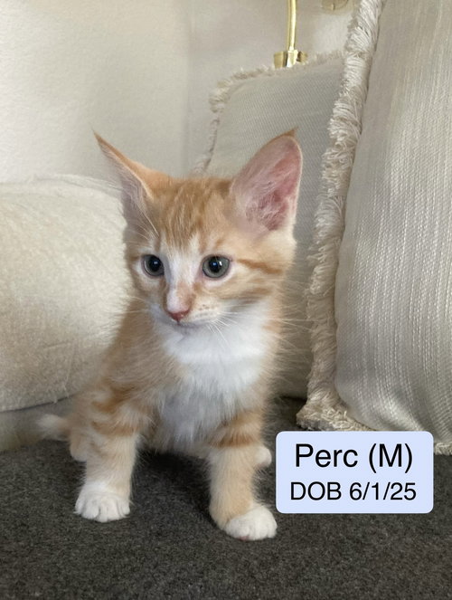 Perc