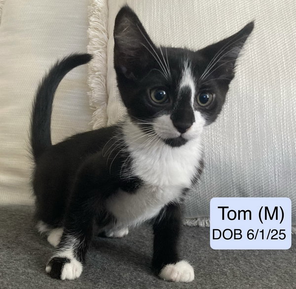 Tom