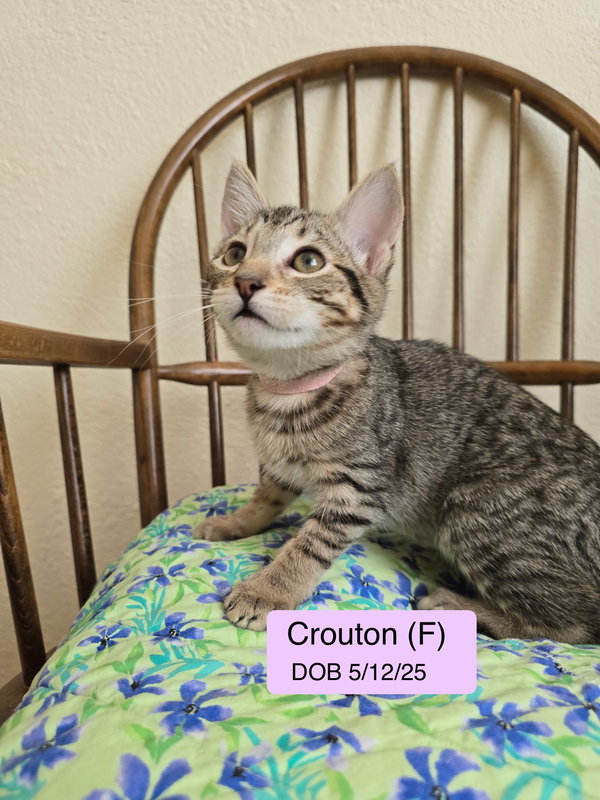Crouton