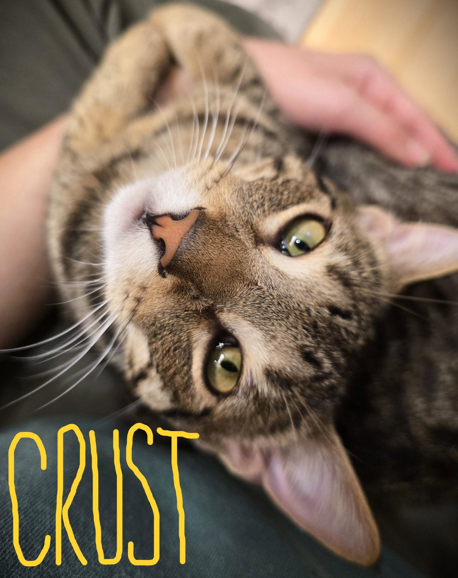 Crust Image