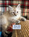 Oliver