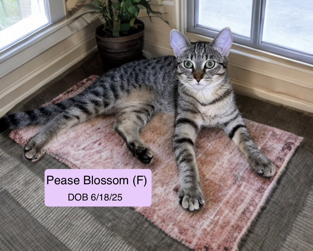 Pease Blossom Image