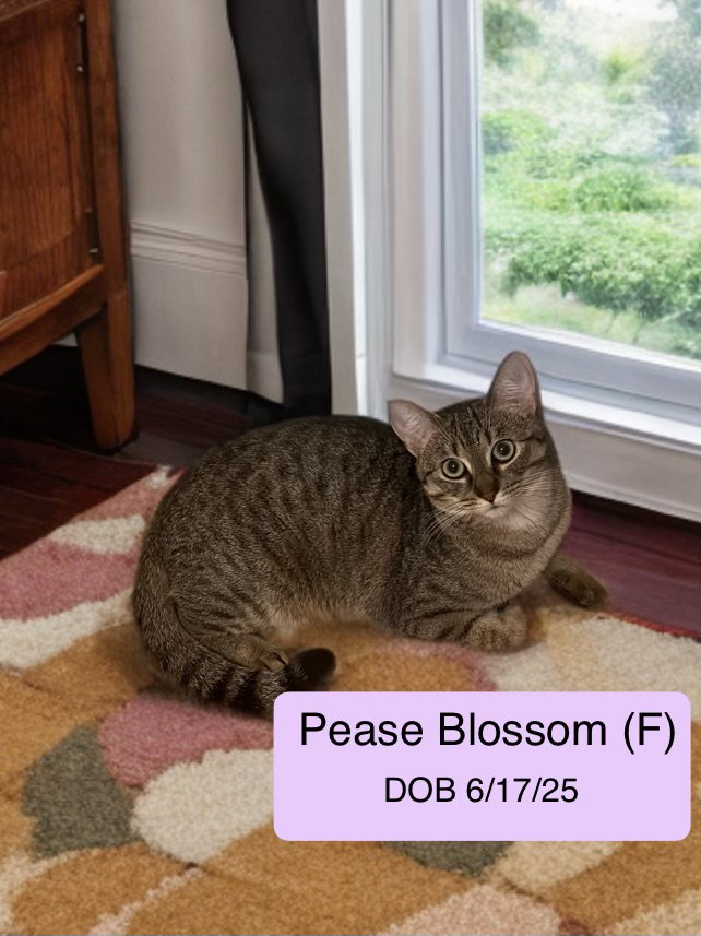 Pease Blossom bonded with Puck