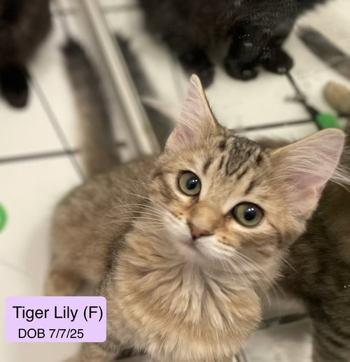 Tiger Lily