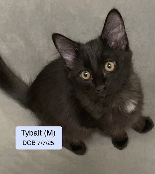 Tybalt