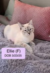 Ellie