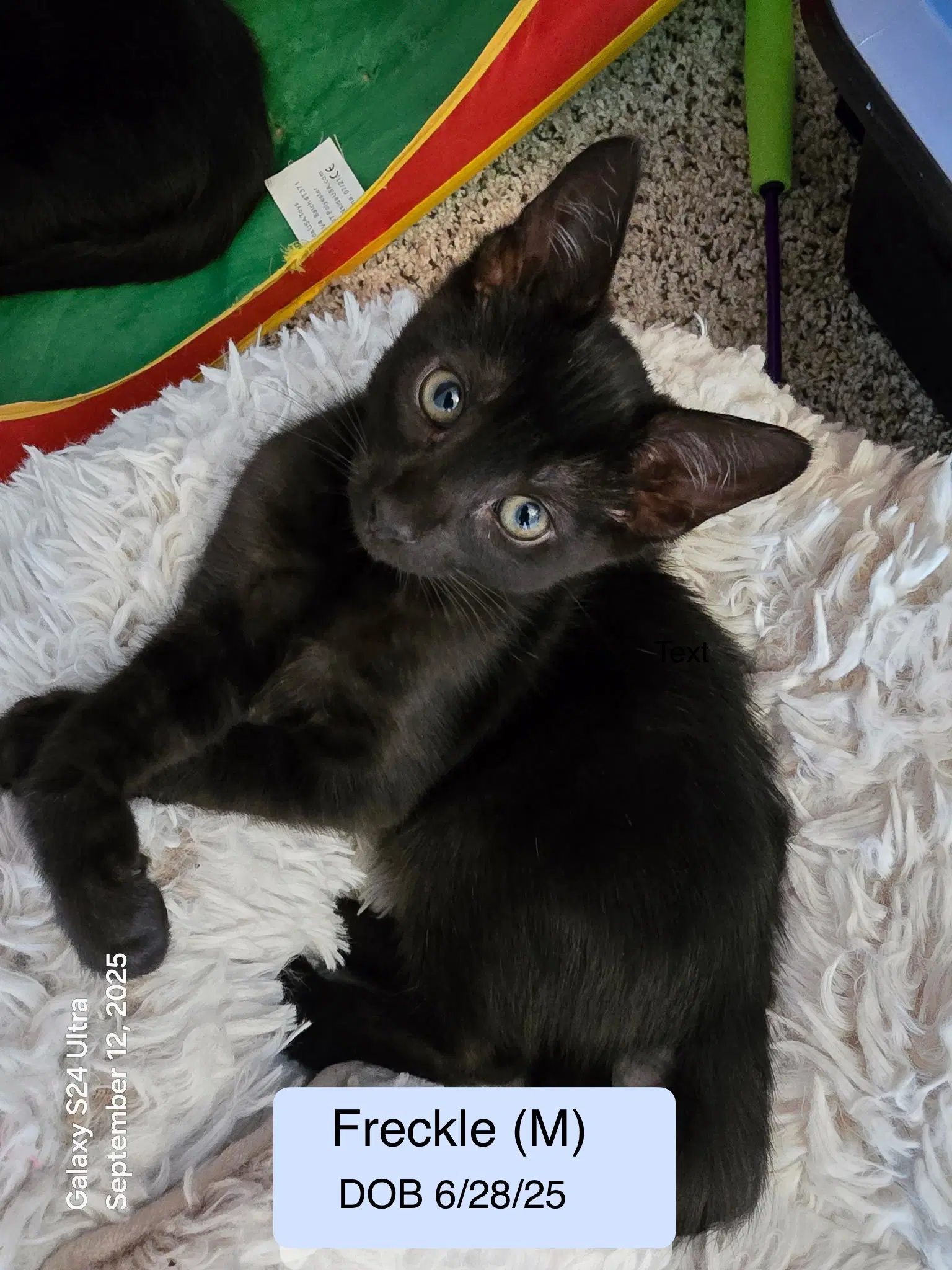 Freckle - Domestic Short Hair