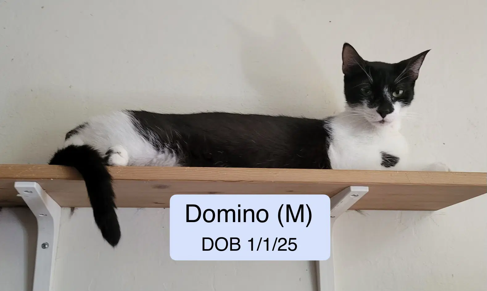 Domino - Domestic Short Hair