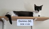 Domino