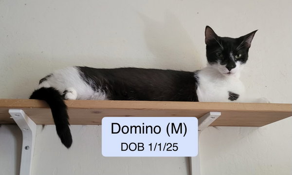 Domino