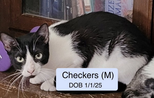 Checkers