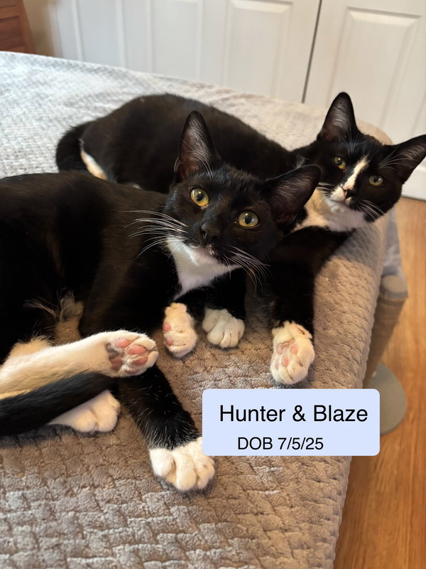 Blaze bonded with Hunter