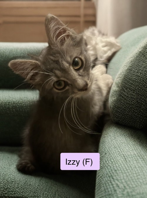 Izzy