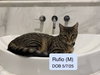 Rufio