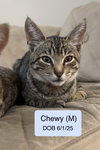 Chewy
