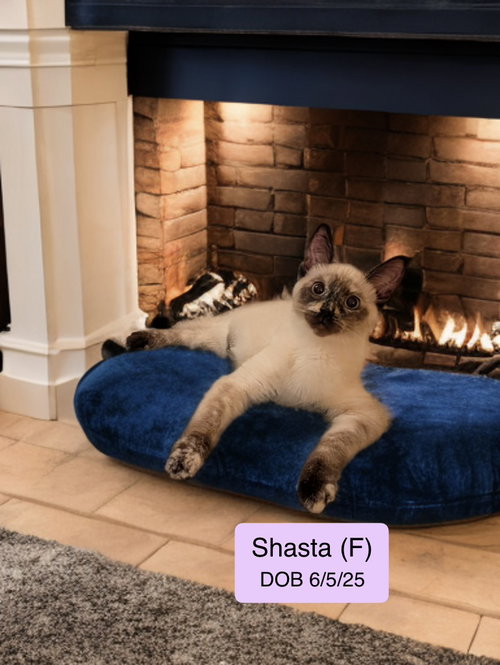 Shasta