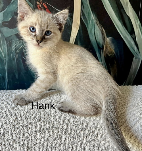 Hank