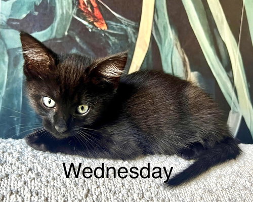 Wednesday