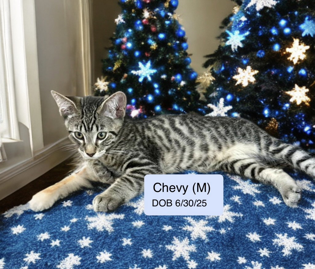 Chevy Image